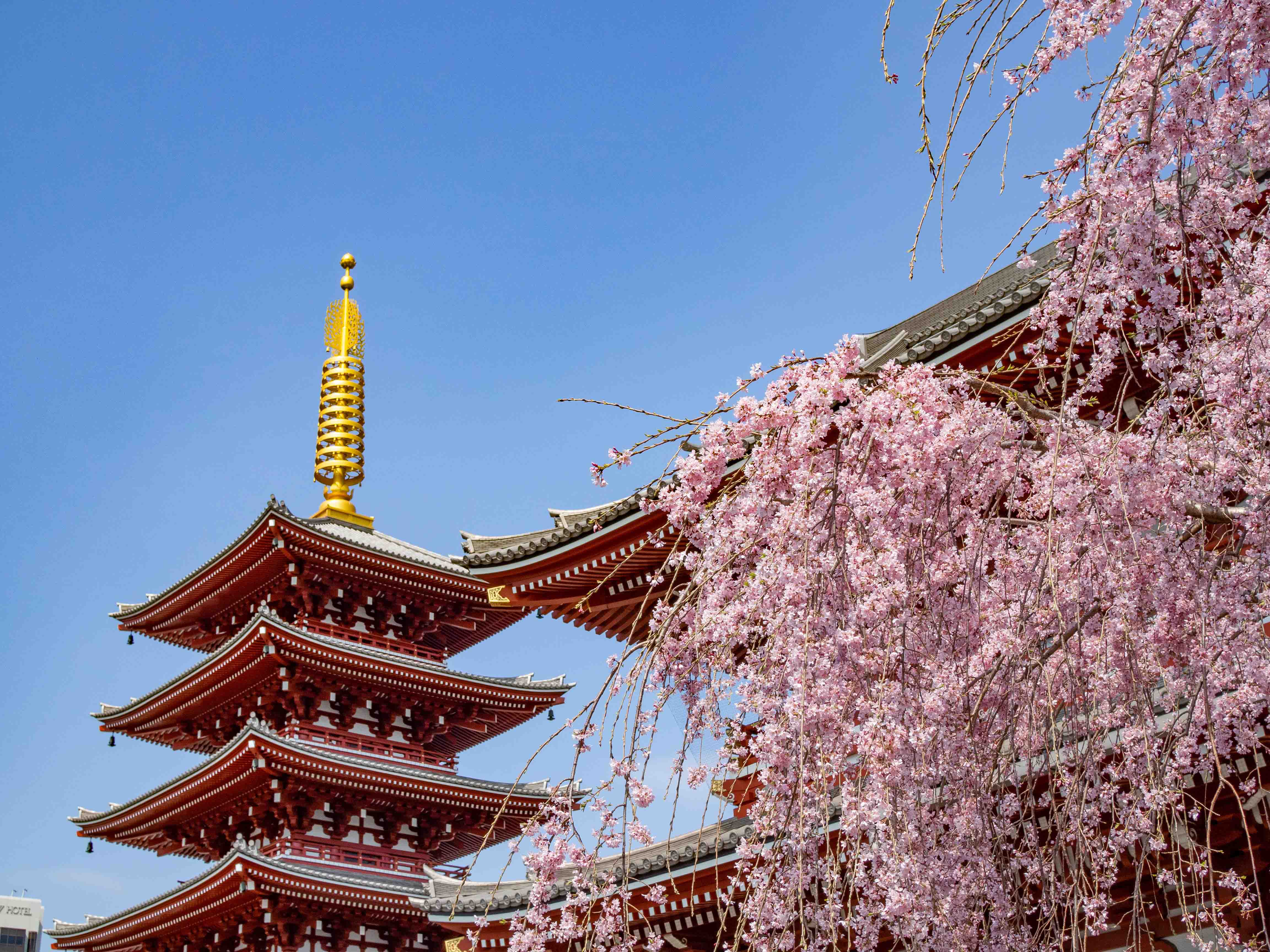 Japanischer Tempel hinterblühenden Kirschbäumen für Japan Tourismus